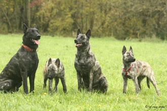 v.l.n.r.Papa Flash, Tochter Flama, Mama Amanda und Tochter Josy