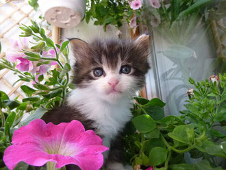 Katzenzüchter spezielle Konditionen Angebot für Katzenzüchter