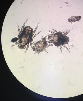 Ear mites magnified under microcope