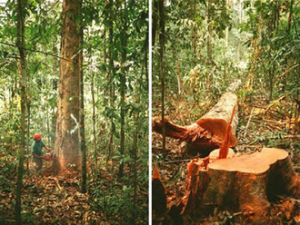 desmatamento na amazônia