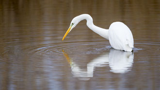 grande aigrette - gestion salaires