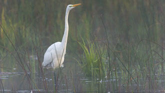 aigrette dans roseaux