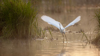 envol d'aigrette yverdon