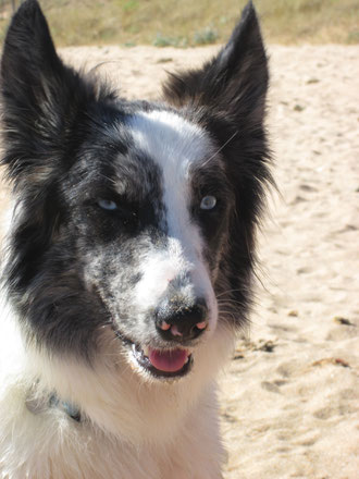 Le chien de la Décurie