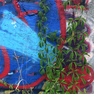 Graffiti mit Wildpflanze in München