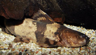 Pseudopimelodus bufonius