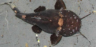 Batrochoglanis raninus (Frosch-Fettwels)