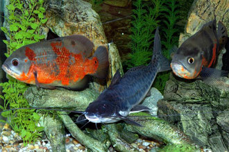 Gefleckter Silberantennenwels mit Pfauenaugenbuntbarschen (Astronotus ocellatus)