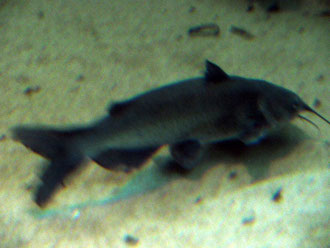 Ictalurus punctatus