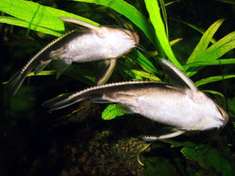 Platydoras costatus