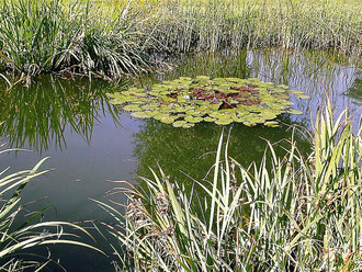 Teich für Katzenwelse