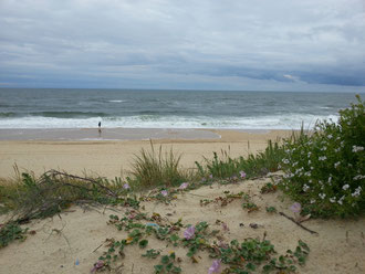 Une plage qui est restée sauvage Vielle Saint Girons