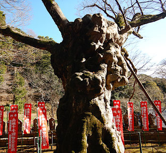 益山寺 大カエデ