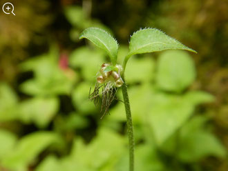 ヤマトグサ雄花