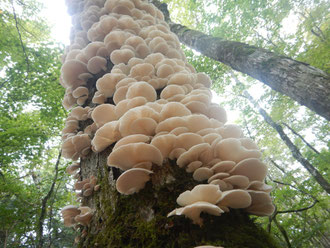 ウスヒラタケ
