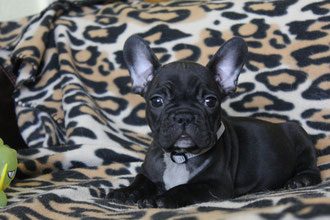 Chocolate puppies 2013