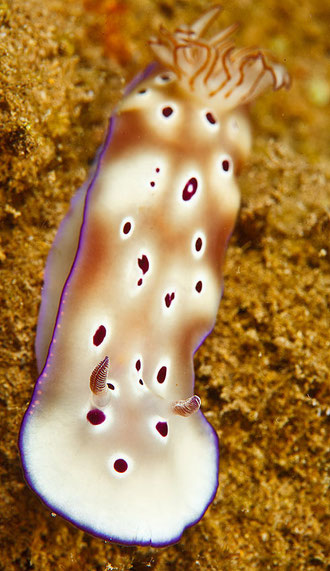 Hypselodoris tryoni anc Risbecia tryoni