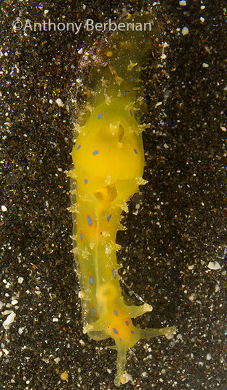 Stylocheilus longicauda