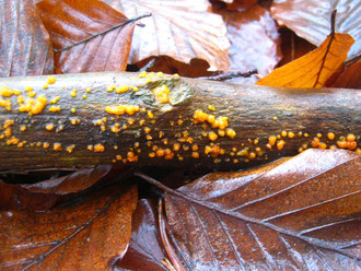 Gallerttränen (Dacrymyces stillatus) auf Buchenast.