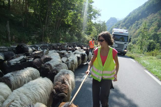 Serrer la laine au contact de la civilisation routière sur la N134-E7