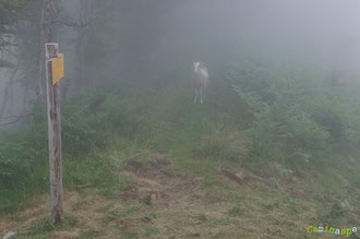 N°36/ Col de Lagréou fauché et une brebis sans cloche perdue dans le brouillard !