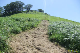 N°7/ Le Chemin du Col de Laünde grimpe vers Saudalate : la fougeraie du bas est bien dégagée.