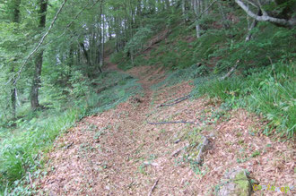 N°25/ Les clairières des Ichantes sont bien fauchées, ici vers le haut !