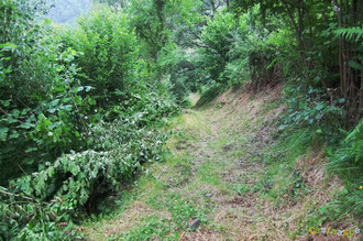 N°42/ Elagage de la bordure aval non gênante pour le randonneur coupée malgré tout sans ménagement, abandonnée tout le long ; la lumière rentrant plus facilement favorisera fougères et ronces qui pourront s'emmêler dans ce carnage : résultat inespéré ...