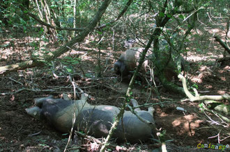 N°6/ Sous le chemin, une ribambelle de cochons font la sieste ou se prélassent au frais !