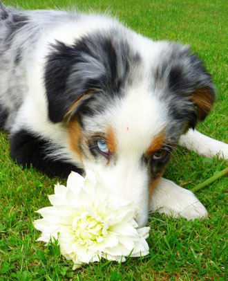 Leilani im August 2011- Foto Lisa Schröter