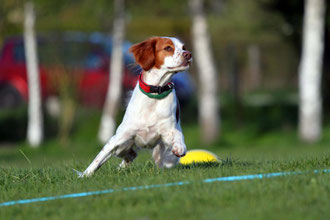 Izaya beim Obedience Training