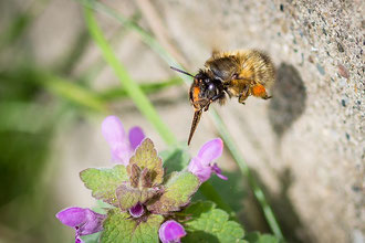 Ackerhummel mit Taubnessel