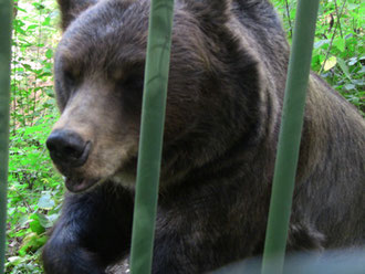 あ、すんません、俺クマですけど。続き読んでもらえます??