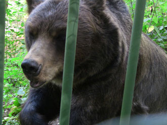 あ、すんません、俺クマですけど。続き読んでもらえます？？