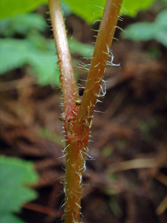 #7 ヤワタソウの茎（中部）