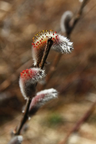 　ネコヤナギ　　赤い葯と黄色の花粉がきれい