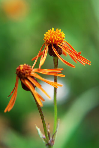 コウリンカ　(紅輪花)　キク科