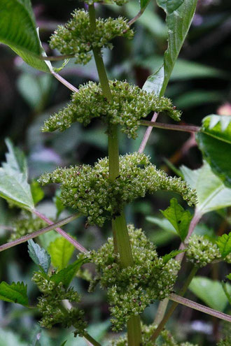 アオミズの花序。茎も緑色（ミズは褐色を帯びる）