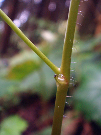 #8　ヤワタソウの茎（上部）