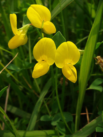 　ミヤコグサ　(都草)　マメ科