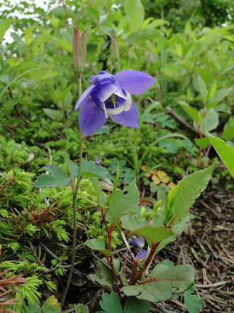 ミヤマオダマキ　深山苧環　キンポウゲ科