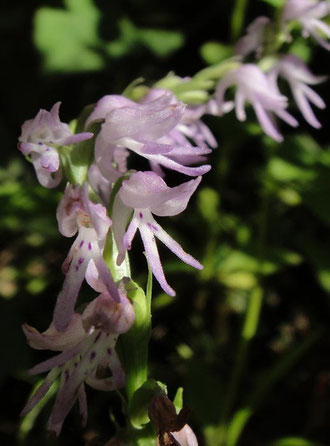ミヤマモジズリ - 野山に自然に咲く花のページ
