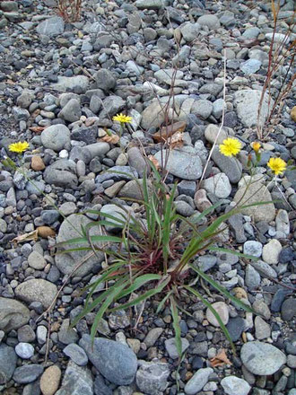 カワラニガナ　(河原苦菜)　キク科 タカサゴソウ属