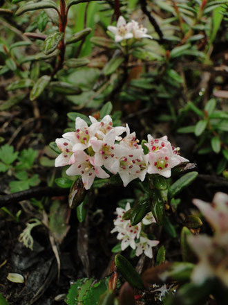 ミネズオウ　峰蘇芳　ツツジ科