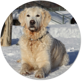 Hundeschule DreamTeam Ronja Belaja