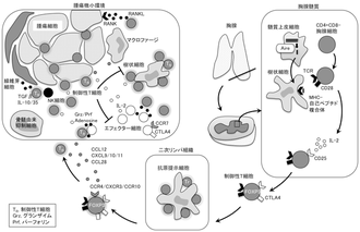 がんにおけるT細胞