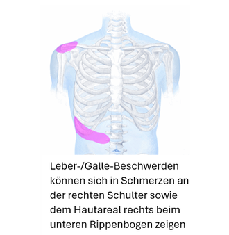 Leber-/Galle-Schmerzen