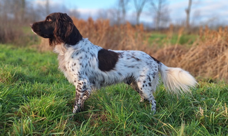 Henry vom Wilden Meer