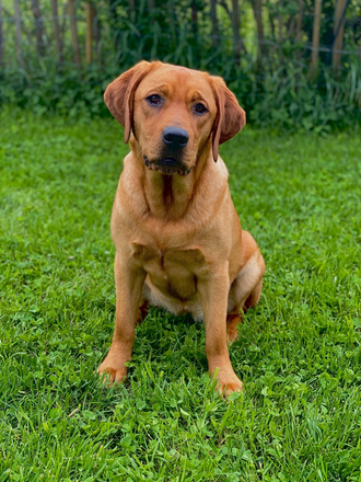 Nala