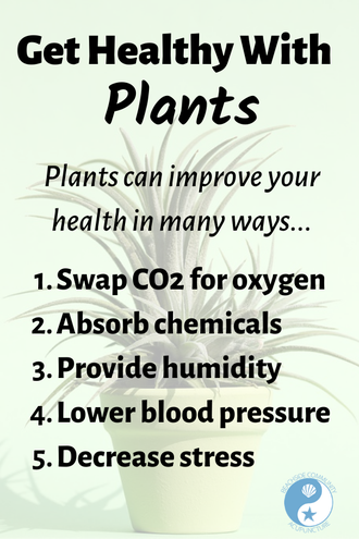 "Get Healthy With Plants" on the Beachside blog, potted plant